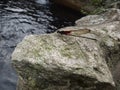 Red dragonfly on a rock by water Royalty Free Stock Photo