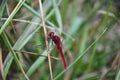 Red dragonfly. Scarlet skimmer or ruddy marsh skimmer sitting Royalty Free Stock Photo