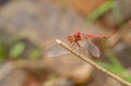 Red Dragonfly seeting on a dry twig seen at Mumbai,Maharashtra,India