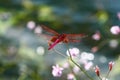 Red dragonfly shine water Royalty Free Stock Photo