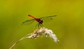 a red dragonfly sits on the dried grass Royalty Free Stock Photo