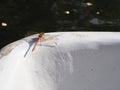 Red dragonfly sits on the edge of the boat and then flies away