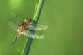 Red dragonfly sits on a green blade of grass Royalty Free Stock Photo