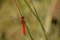 Red dragonfly Royalty Free Stock Photo
