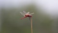 Red dragonfly sitting on a branch Royalty Free Stock Photo