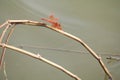 Red dragonfly sitting on a dry leaf grass near the water Royalty Free Stock Photo