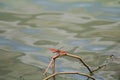 Red dragonfly sitting on a dry leaf grass near the water Royalty Free Stock Photo