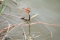 Red dragonfly sitting on a dry leaf grass near the water Royalty Free Stock Photo