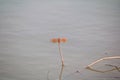 Red dragonfly sitting on a dry leaf grass near the water Royalty Free Stock Photo