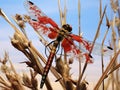 Red dragonfly sitting on the dry plants. Big abstract insect colse up view. Royalty Free Stock Photo