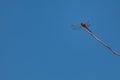 Red dragonfly sitting on dry tree stick with clear blue sky Royalty Free Stock Photo
