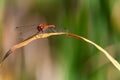 Red dragonfly sitting on grass branch Royalty Free Stock Photo