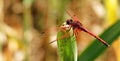 Red Dragonfly sitting on a reed Royalty Free Stock Photo