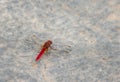 Red dragonfly. Royalty Free Stock Photo