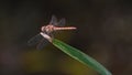 Red dragonfly sitting on the stalk of grass, in the meadow Royalty Free Stock Photo