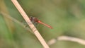 Red dragonfly sitting on the stalk of grass, in the meadow Royalty Free Stock Photo