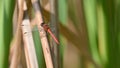 Red dragonfly sitting on the stalk of grass, in the meadow Royalty Free Stock Photo