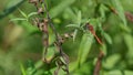 Red dragonfly sitting on the stalk of grass, in the meadow Royalty Free Stock Photo