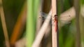 Red dragonfly sitting on the stalk of grass, in the meadow Royalty Free Stock Photo