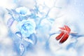 Red dragonfly in the snow on blue roses in a fairy garden. Artistic Christmas image.