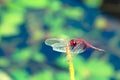 Red dragonfly with spread wings close up resting on a stick Royalty Free Stock Photo
