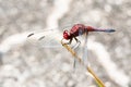 Red dragonfly with spread wings close up resting on a stick Royalty Free Stock Photo