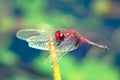 Red dragonfly with spread wings close up resting on a stick Royalty Free Stock Photo