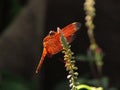 red dragonfly stand on meadow