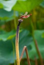 Red dragonfly Royalty Free Stock Photo