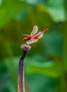 Red dragonfly Royalty Free Stock Photo