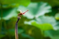 Red dragonfly Royalty Free Stock Photo