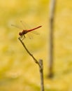Red Dragonfly on stick