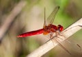 Red Dragonfly on stick Royalty Free Stock Photo