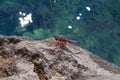 Red Dragonfly close up