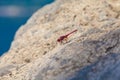 Red Dragonfly on stone - close up