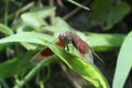 Red dragonfly stopover in the green grass