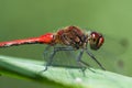 Red dragonfly / Sympetrum fonscolombii Royalty Free Stock Photo