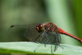 Red dragonfly / Sympetrum fonscolombii Royalty Free Stock Photo