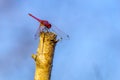Red dragonfly on a tree branch Royalty Free Stock Photo