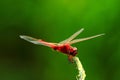 Red Dragonfly Royalty Free Stock Photo