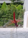 Red dragonfly Trithemis arteriosa