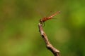 Red dragonfly Trithemis aurora on a twigh