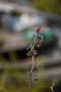 A red Dragonfly upper side view seated on the dry Branch of plant