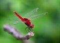 Red Dragonfly