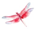 The red dragonfly, watercolor illustration isolated on white.