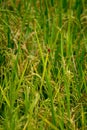 Red dragonfly with Young wheat green grass on a field closeup Royalty Free Stock Photo