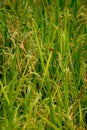 Red dragonfly with Young wheat green grass on a field closeup Royalty Free Stock Photo