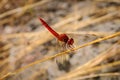 Red dragonfly at working