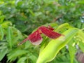 a red dragonfly (anisoptera) perched on Putri's earring tree (water Jasmin) Royalty Free Stock Photo