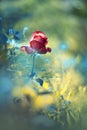 Red dreamy rose with vintage bokeh